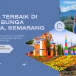 Rental Mobil Hiace Tangerang Murah Pilihan Terbaik Wisata ke Taman Bunga Celosia